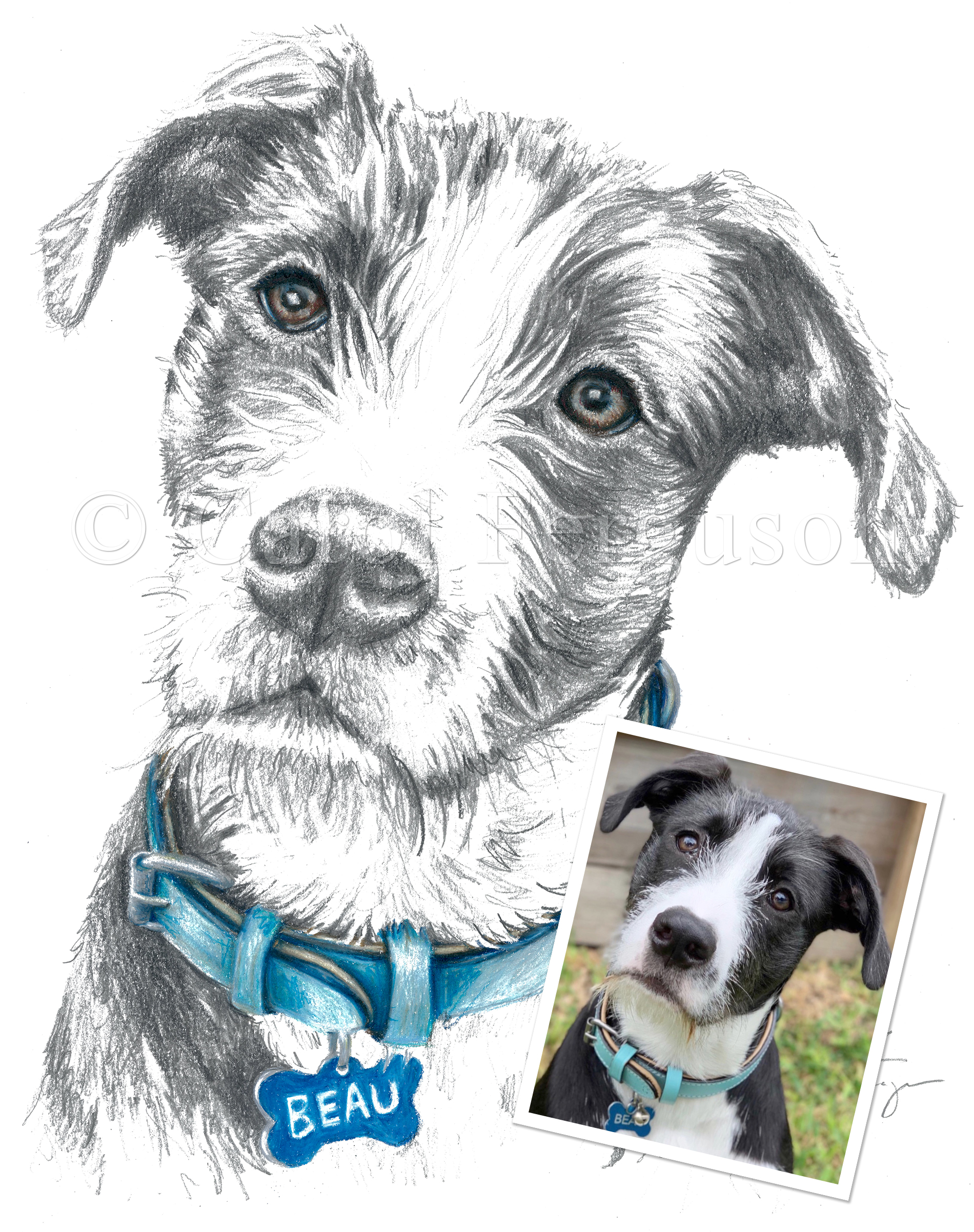 Custom Drawn Graphite Pencil Dog Pet Portrait by Carol Ferguson Art For Pet Owner in Houston Texas