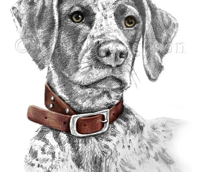 German Shorthaired Pointer Hunting Dog Art