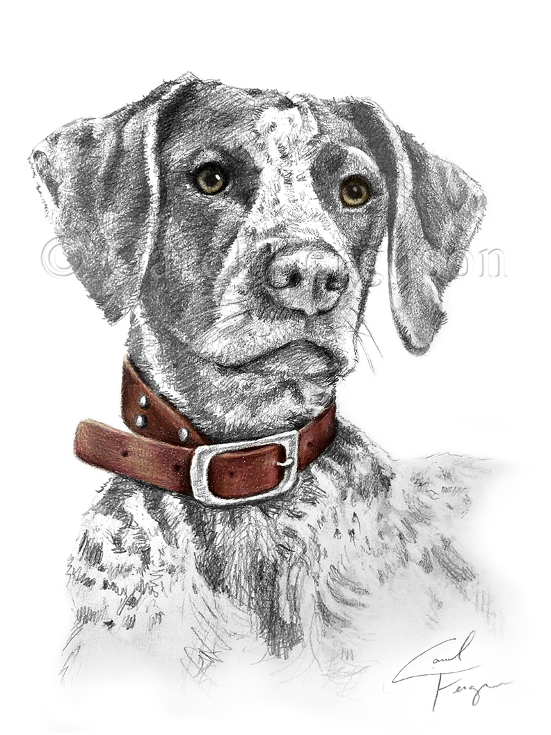 Carol Ferguson Art, Graphic Pencil Drawing, Alabama Pet Portrait Artist, German Shorthaired Pointer Hunting Dog Art Gift